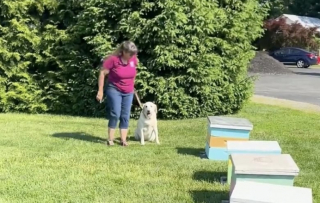 Illustration de l'article : Ces chiens apiculteurs sauvent chaque année des milliers d’abeilles grâce à leur flair exceptionnel (vidéo)