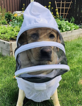 Illustration de l'article : Ces chiens apiculteurs sauvent chaque année des milliers d’abeilles grâce à leur flair exceptionnel (vidéo)