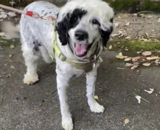 Illustration de l'article : Une bénévole rencontre un chien en forêt et alors qu’elle le pense abandonné, elle découvre que son maître est en difficulté