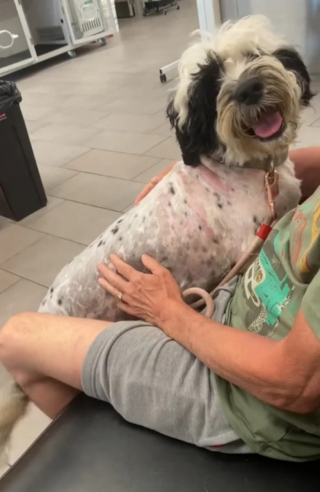 Illustration de l'article : Une bénévole rencontre un chien en forêt et alors qu’elle le pense abandonné, elle découvre que son maître est en difficulté