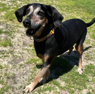 Illustration de l'article : Ce chien senior est resté plus de 1 700 jours dans un refuge et cherche une famille chez qui passer ses vieux jours