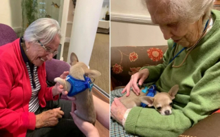 Illustration de l'article : Cet adorable petit Chihuahua fait le bonheur d’une maison de retraite en allant à la rencontre des résidents (vidéo)