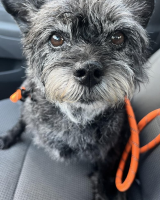 Illustration de l'article : Cette chienne âgée ballotée de famille en famille cherche un nouveau foyer aimant