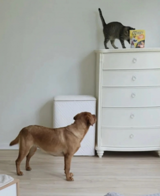 Illustration de l'article : Un chien et un chat travaillent de concert pour récupérer des friandises placées en hauteur (vidéo)