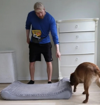 Illustration de l'article : Un chien et un chat travaillent de concert pour récupérer des friandises placées en hauteur (vidéo)