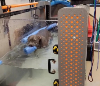 Illustration de l'article : Cette chienne mécontente de faire des exercices sur tapis roulant fait part de sa colère de manière amusante (vidéo)