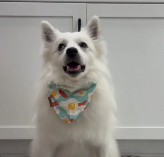 Illustration de l'article : Ce chien de 8 ans est abandonné par ses propriétaires mais profite désormais d’une superbe nouvelle vie (vidéo)