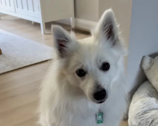 Illustration de l'article : Ce chien de 8 ans est abandonné par ses propriétaires mais profite désormais d’une superbe nouvelle vie (vidéo)