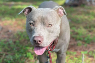 Illustration de l'article : Ce chien timide a passé plus de 800 jours en refuge à la recherche d’une famille