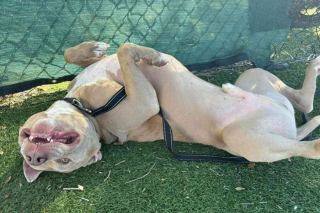 Illustration de l'article : Ce chien timide a passé plus de 800 jours en refuge à la recherche d’une famille