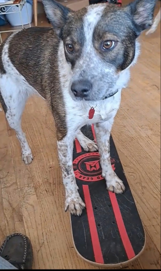 Illustration de l'article : Cette chienne joueuse a appris à faire du skateboard dès l’enfance (vidéo)