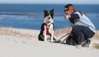 Illustration de l'article : Cette chienne au flair aiguisé a aidé des scientifiques à retrouver une espèce animale disparue depuis 90 ans