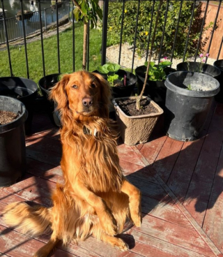 Illustration de l'article : Ce chien craintif apprend à communiquer avec sa maîtresse grâce à des boutons interactifs (vidéo)