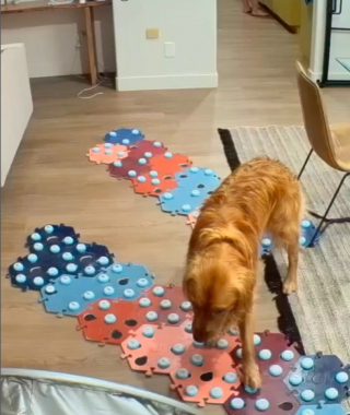 Illustration de l'article : Ce chien craintif apprend à communiquer avec sa maîtresse grâce à des boutons interactifs (vidéo)