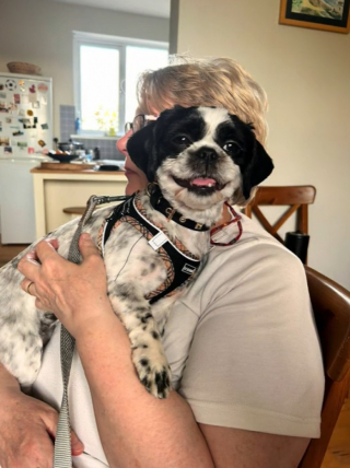 Illustration de l'article : Une chienne creuse un trou pour rejoindre ses voisins et sa propriétaire l'offre à la famille qu'elle a choisie