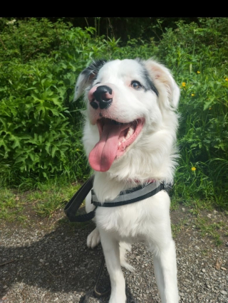 Illustration de l'article : Pour sauver un chien ayant avalé une brochette de poulet, des vétérinaires réalisent une opération délicate de 4 heures