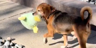 Illustration de l'article : Ce Beagle a vécu 5 années dans un laboratoire avant d’être adopté et de découvrir les plaisirs de la vie (vidéo)