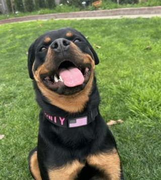 Illustration de l'article : Inqui&egrave;te parce que sa chienne refuse de manger, cette propri&eacute;taire d&eacute;pense sans compter pour la soigner et d&eacute;couvre qu&rsquo;elle faisait juste la fine bouche