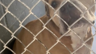 Illustration de l'article : Pendant 2 ans, un chien de refuge voit défiler les adoptants potentiels jusqu'à ce qu'il rencontre son âme soeur (vidéo)