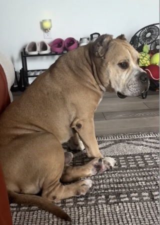 Illustration de l'article : Pendant 2 ans, un chien de refuge voit défiler les adoptants potentiels jusqu'à ce qu'il rencontre son âme soeur (vidéo)