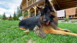 Illustration de l'article : Hyperactif, un Berger Allemand apprend à se canaliser en prenant sous son aile une portée de chatons
