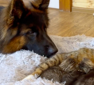 Illustration de l'article : Hyperactif, un Berger Allemand apprend à se canaliser en prenant sous son aile une portée de chatons