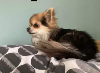 Illustration de l'article : Négligée et nourrie uniquement avec des plats à emporter, une petite chienne est sauvée par une bienfaitrice