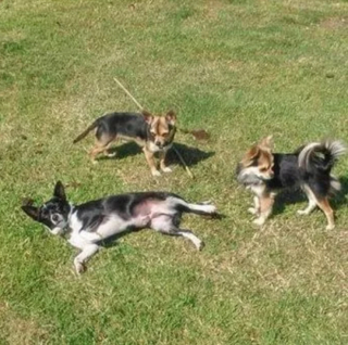 Illustration de l'article : Négligée et nourrie uniquement avec des plats à emporter, une petite chienne est sauvée par une bienfaitrice