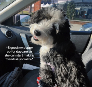 Illustration de l'article : Confiée à une pension canine pour se faire des amis, une chienne surprend tout le monde avec son attitude