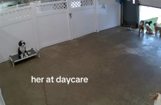 Illustration de l'article : Confiée à une pension canine pour se faire des amis, une chienne surprend tout le monde avec son attitude