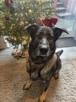 Illustration de l'article : Une chienne apprend à surmonter son anxiété et obtient la famille de ses rêves après 1000 jours d'attente