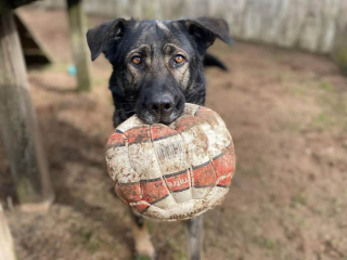 Illustration de l'article : Une chienne apprend à surmonter son anxiété et obtient la famille de ses rêves après 1000 jours d'attente