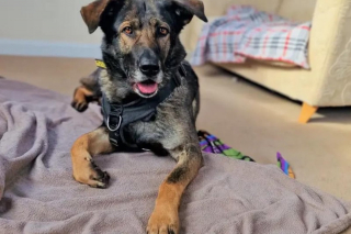 Illustration de l'article : Une chienne apprend à surmonter son anxiété et obtient la famille de ses rêves après 1000 jours d'attente