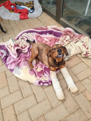 Illustration de l'article : Une famille offre une chance à un chiot aux pattes déformées à cause de l'enfermement de goûter au bonheur absolu