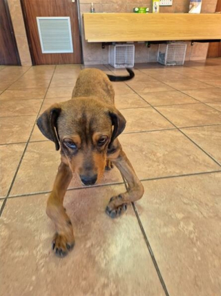 Illustration de l'article : Une famille offre une chance à un chiot aux pattes déformées à cause de l'enfermement de goûter au bonheur absolu