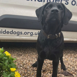 Illustration de l'article : Une chienne guide d'aveugle parcourt plus de 8 000 kilomètres pour redonner son indépendance à une femme atteinte de cécité