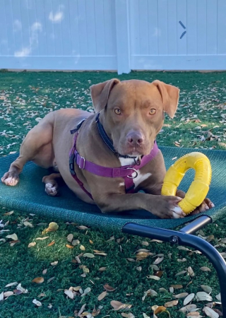 Illustration de l'article : Une chienne au regard rempli de tristesse attend depuis plusieurs années la famille aimante qui lui mettra des étoiles dans les yeux