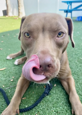 Illustration de l'article : Une chienne au regard rempli de tristesse attend depuis plusieurs années la famille aimante qui lui mettra des étoiles dans les yeux