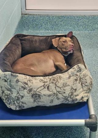 Illustration de l'article : Une chienne au regard rempli de tristesse attend depuis plusieurs années la famille aimante qui lui mettra des étoiles dans les yeux