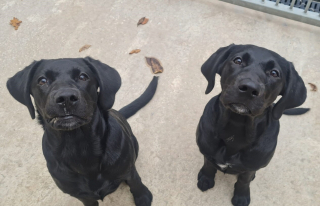 Illustration de l'article : Une chienne guide d'aveugle parcourt plus de 8 000 kilomètres pour redonner son indépendance à une femme atteinte de cécité