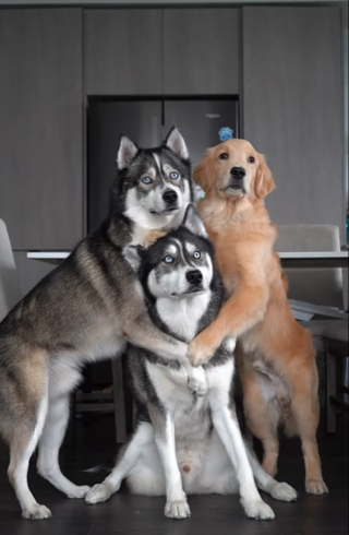 Illustration de l'article : Un Husky bavard plaide sa cause pour rester tranquillement dehors alors que son maître souhaite qu’il rentre (vidéo)