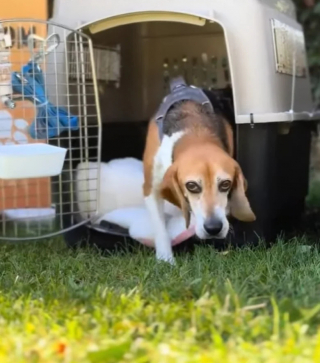Illustration de l'article : Après avoir uniquement connu les grilles de sa cage pendant 6 ans en tant que chien d’expérimentation, ce Beagle découvre enfin la liberté
