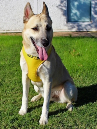 Illustration de l'article : Perdu depuis un mois, ce chien retrouve son maître lors d’une opération d’adoption (vidéo)