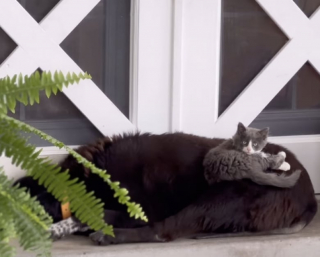 Illustration de l'article : Alors qu'il ne s'était jamais intéressé aux chats, ce vieux chien devient le meilleur ami d'un chaton espiègle (vidéo)