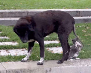 Illustration de l'article : Alors qu'il ne s'était jamais intéressé aux chats, ce vieux chien devient le meilleur ami d'un chaton espiègle (vidéo)