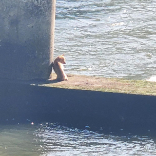 Illustration de l'article : Un pompier fait tout son possible pour sauver un chien coincé au pied d'un pont et qui montre les dents
