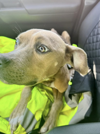 Illustration de l'article : Une chienne que les propriétaires laissaient mourir de faim retrouve des forces et la joie de vivre grâce à un géomètre (vidéo)
