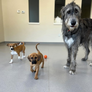 Illustration de l'article : Grâce à son calme olympien, cette chienne parvient à rassurer les chiots apeurés qui arrivent au refuge (vidéo)