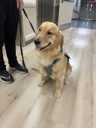 Illustration de l'article : Cette chienne de thérapie offre un soutien émotionnel aux enfants malades lors de leur séjour à l’hôpital