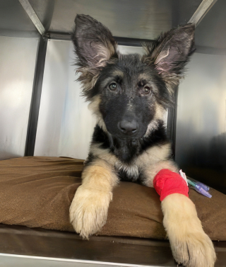 Illustration de l'article : Atteint d’une maladie du cœur, ce chiot de 4 mois recommence à vivre après une intervention chirurgicale